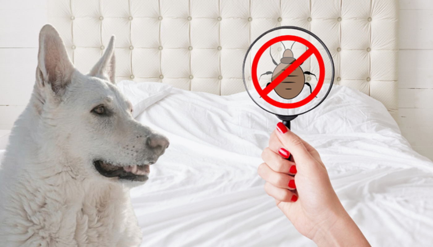 Punaises de lit au Mans : contre ces nuisibles, faites intervenir ce chien renifleur !